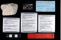 Foto (Objekt + Etikett) von Bopyridae indet.  (NHMW-GEO-2007z0149-0316b)